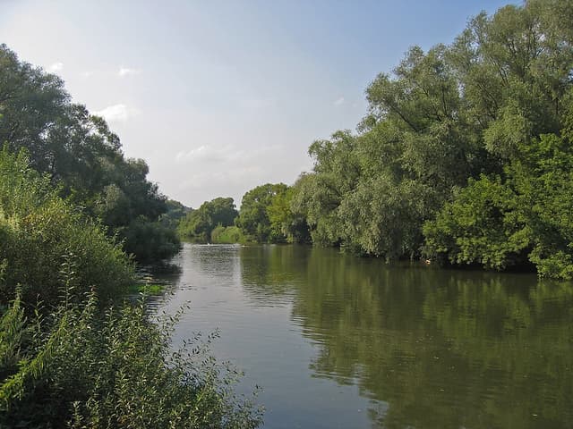 Рыбалка у лесного берега